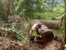 Vận chuyển gỗ lậu, một người đàn ông tử vong