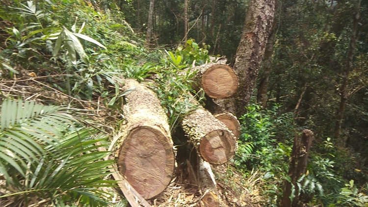 kon tum vu rung thong bi xam hai co quan chuc nang noi gi