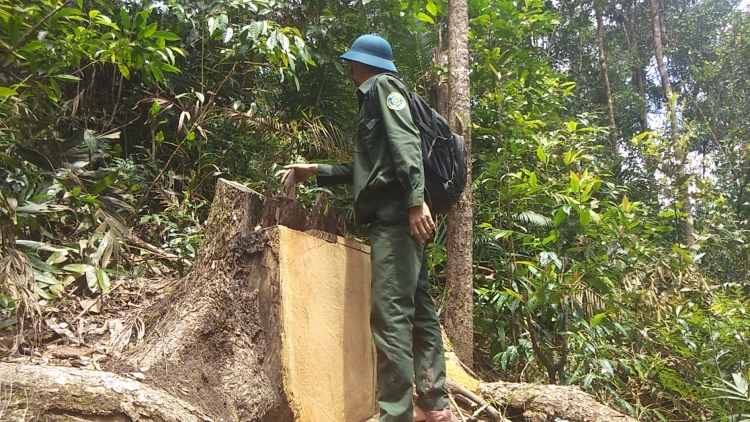 kon tum vu rung thong bi xam hai co quan chuc nang noi gi