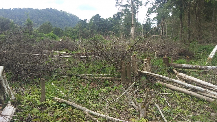 mat gan 1200ha rung nguyen truong ban quan ly bi khoi to