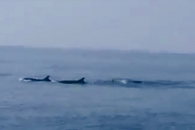 Bất ngờ xuất hiện đàn cá heo "khủng" tại vùng biển Cửa Đại