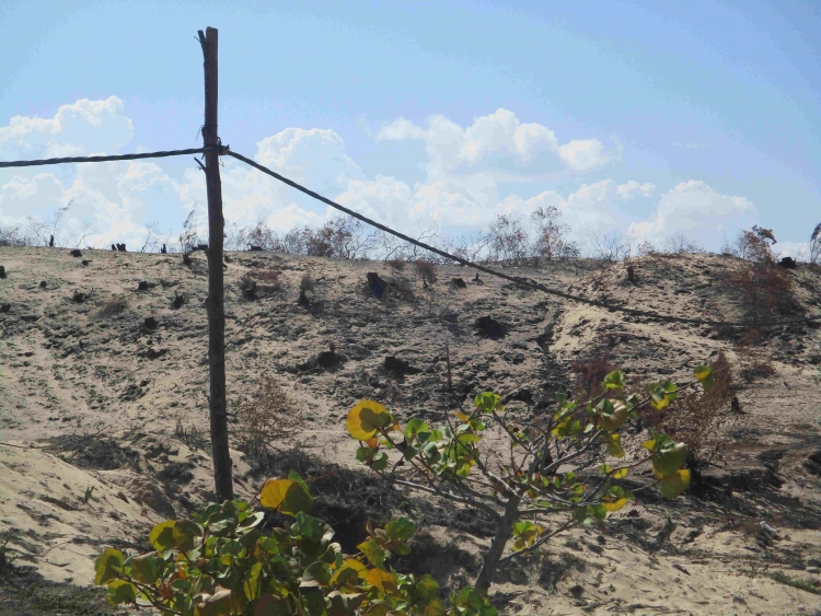 Bình Định: Xây dựng nhà máy, hàng trăm hecta rừng phòng hộ biến mất