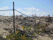 Bình Định: Xây dựng nhà máy, hàng trăm hecta rừng phòng hộ biến mất