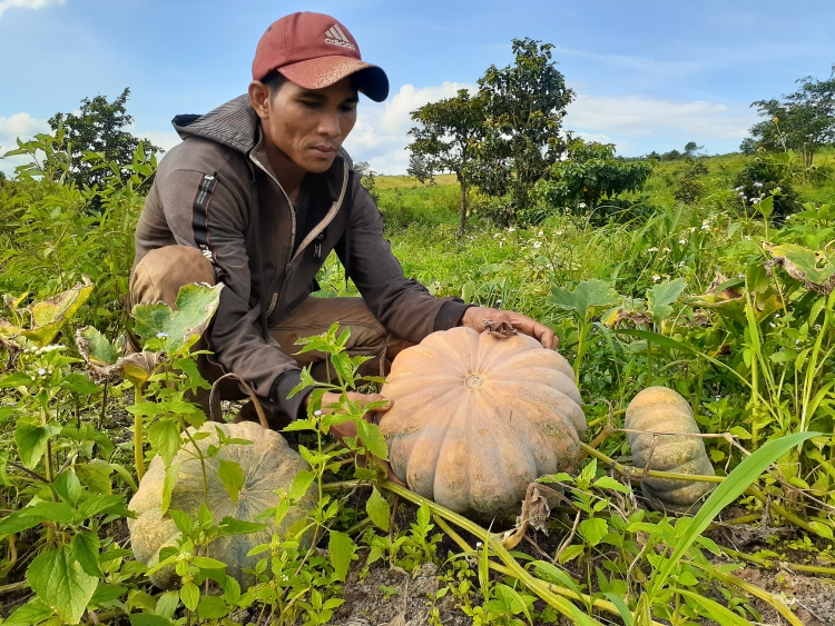 gia lai nong dan khoc rong vi bi do mat mua mat ca gia