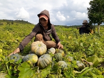 Gia Lai: Nông dân “khóc ròng” vì bí đỏ  mất mùa, mất cả giá
