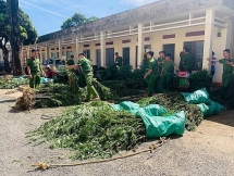 Gia Lai: Phát hiện gần nửa tấn cần sa được trồng trong rẫy