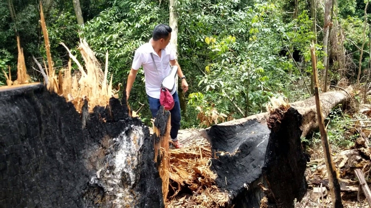 cai chet bi an cua 2 cay giang huong tram tuoi va ban bao cao tan thu bat thuong