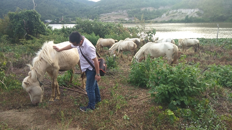 chang trai chan dat o gia lai nuoi ngua bach tren oc dao