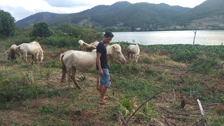 chang trai chan dat o gia lai nuoi ngua bach tren oc dao