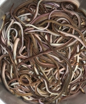 Đón “lạch” đầu mùa trên sông Thu Bồn