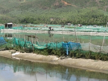 Phú Yên: Bão số 5 đi qua nhiều ngư dân lâm cảnh trắng tay