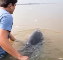 Clip: Cứu hộ cá heo nặng trên 70 kg dạt vào bờ biển Cửa Đại