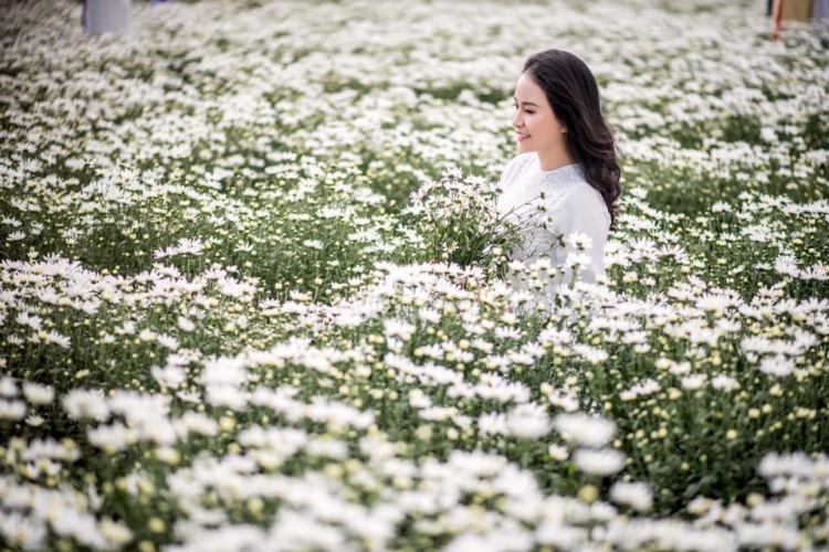 Xuất hiện vườn cúc họa mi tuyệt đẹp "check in" miễn phí ở Đà Nẵng