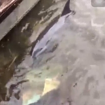 Người dân Huế giải cứu cá heo 30kg trôi vào bờ