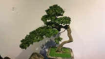 Hội An giới thiệu nhiều cây cảnh bonsai giá trị cao