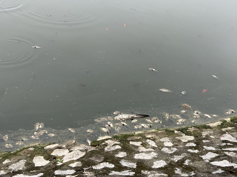 Cá chết nổi váng gây ô nhiễm hồ nước ở công viên Thiên văn học