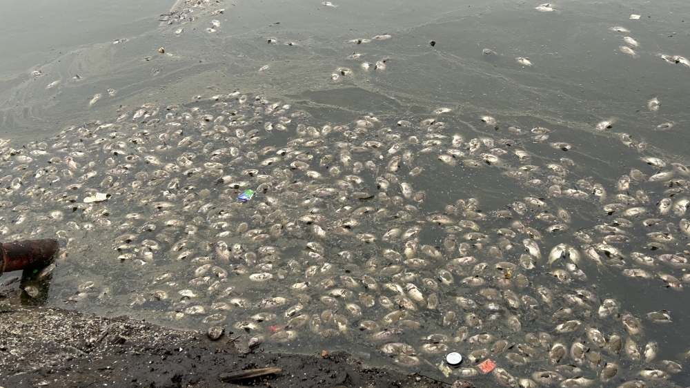 Cá chết nổi váng gây ô nhiễm hồ nước ở công viên Thiên văn học