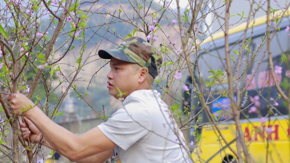 Đào rừng "đổ bộ" về phố khoe sắc