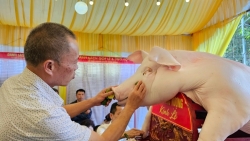 Hoành tráng hội rước lợn làng La Phù xuân Giáp Thìn