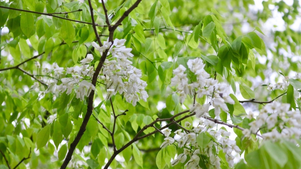 Tinh khôi sắc hoa sưa Hà Nội