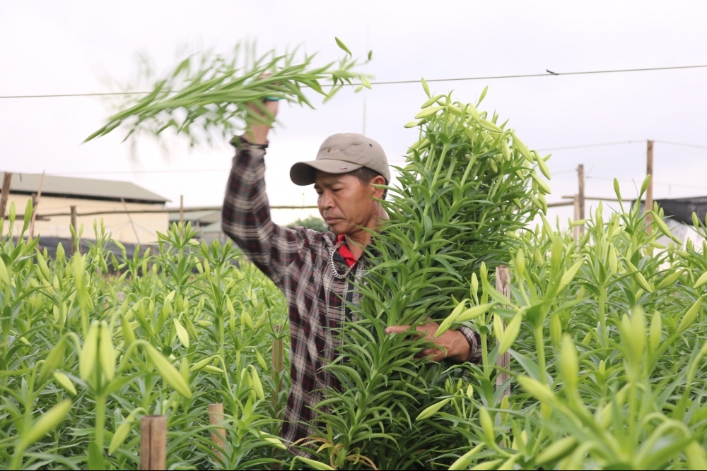 Hà Nội: Người dân tất bật vào vụ thu hoạch hoa loa kèn