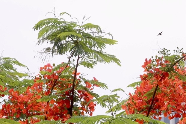 Hoa phượng nở rộ khắp phố phường Thủ đô