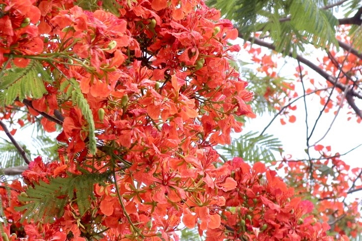 Hoa phượng nở rộ khắp phố phường Thủ đô