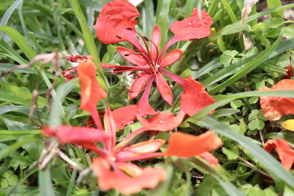 Hoa phượng nở rộ khắp phố phường Thủ đô