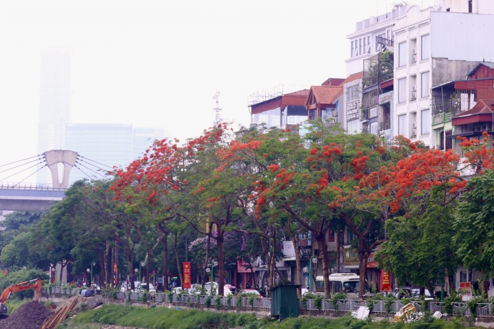 Hoa phượng nở rộ khắp phố phường Thủ đô