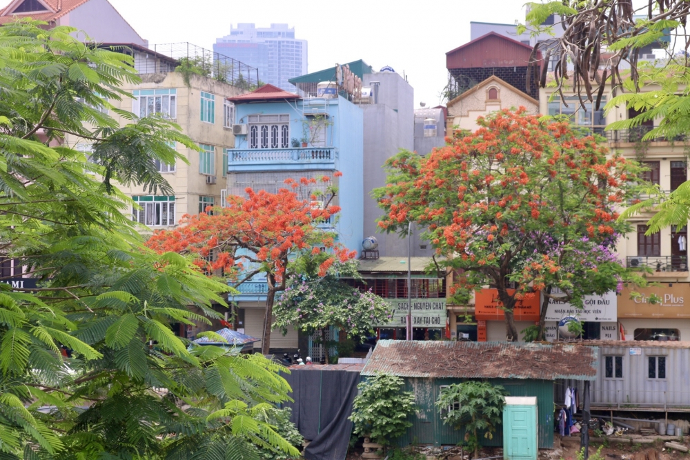 Hoa phượng nở rộ khắp phố phường Thủ đô