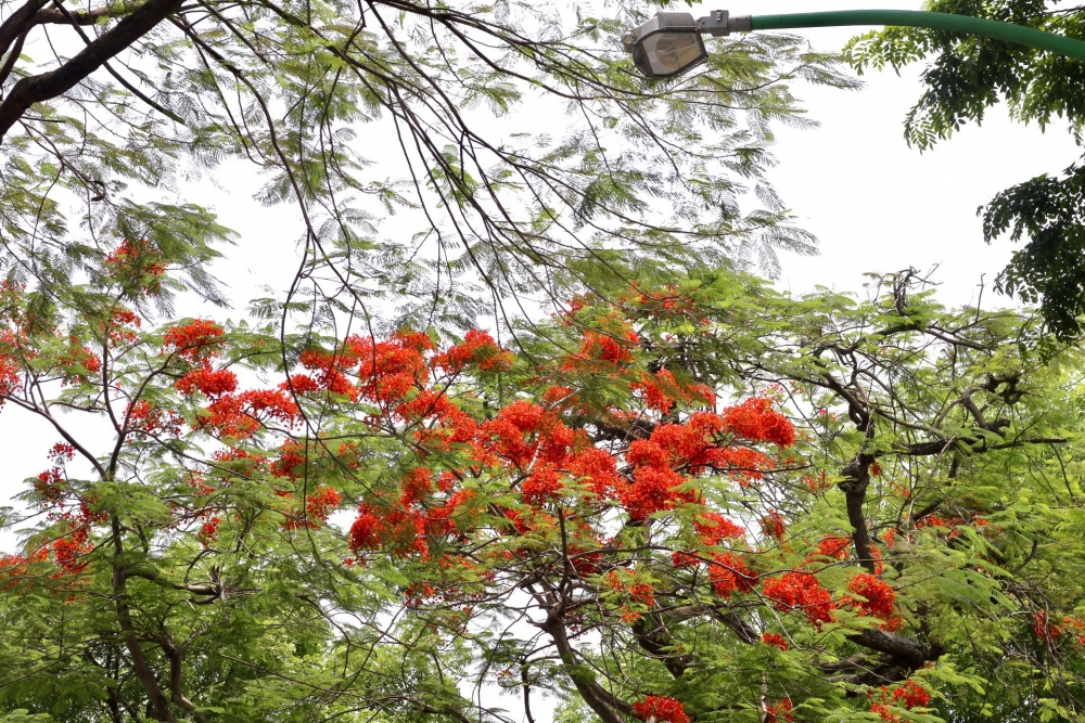 Hoa phượng nở rộ khắp phố phường Thủ đô