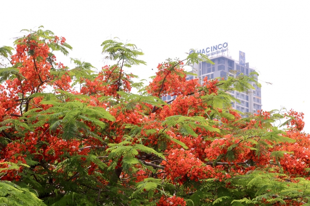 Hoa phượng nở rộ khắp phố phường Thủ đô