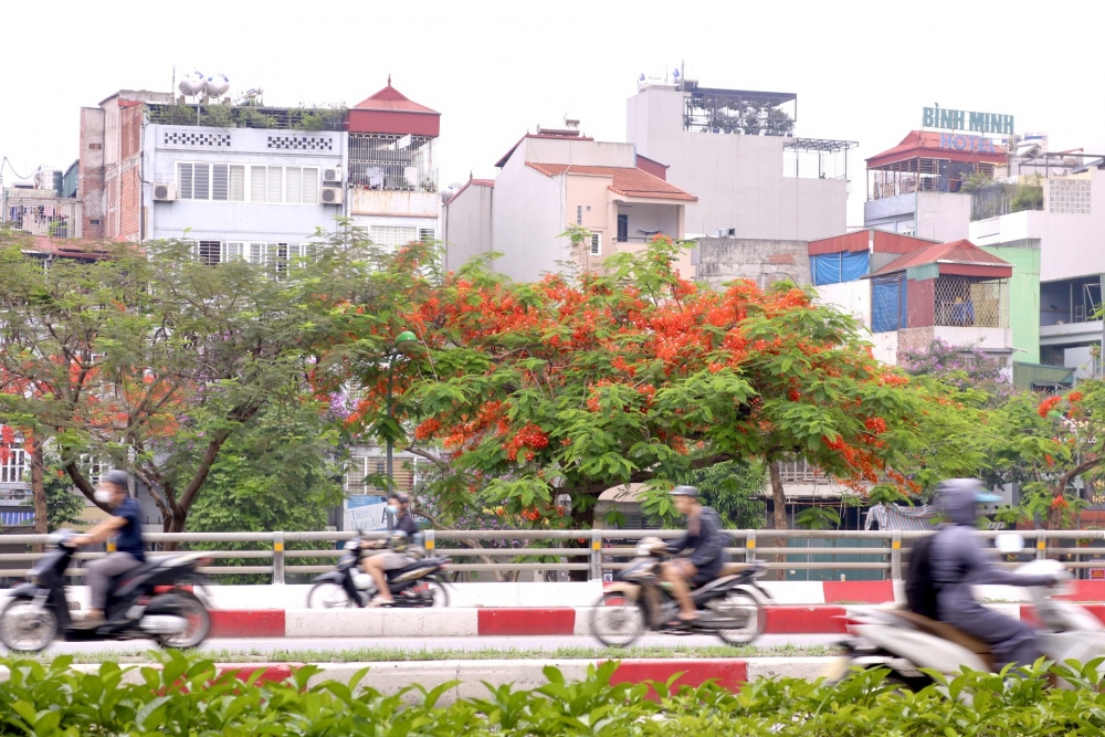 Hoa phượng nở rộ khắp phố phường Thủ đô