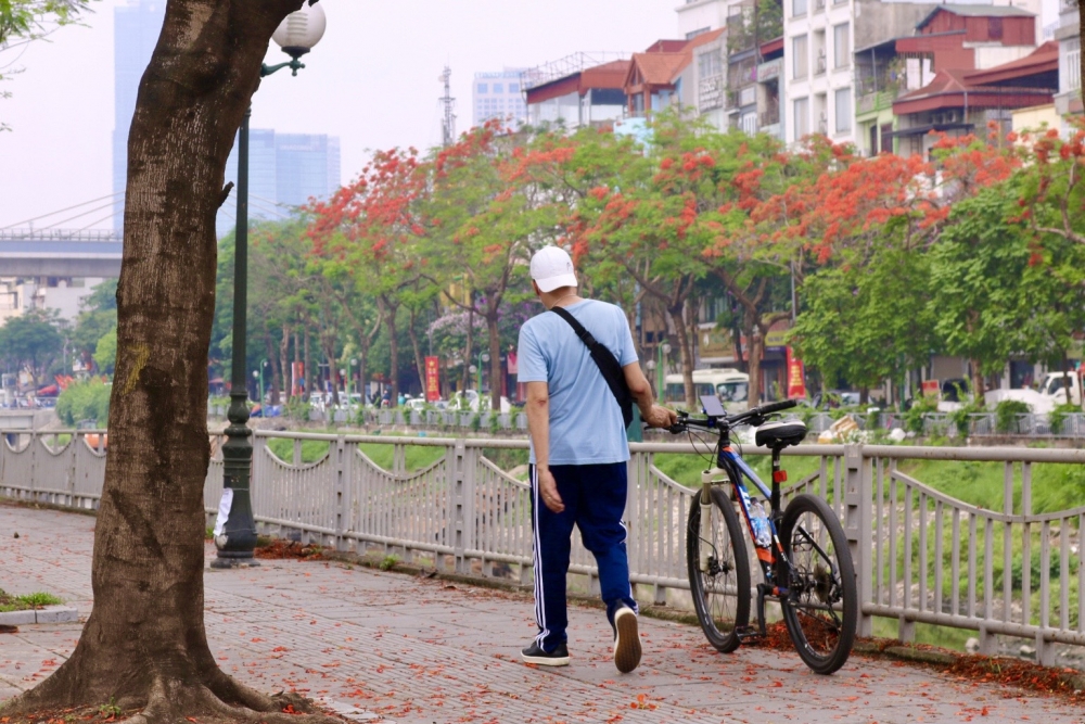 Hoa phượng nở rộ khắp phố phường Thủ đô