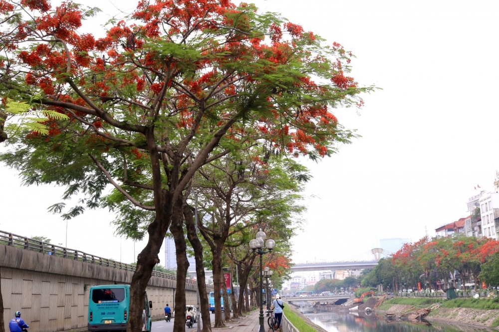 Hoa phượng nở rộ khắp phố phường Thủ đô