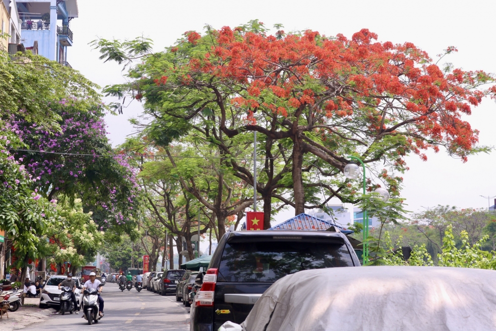Hoa phượng nở rộ khắp phố phường Thủ đô