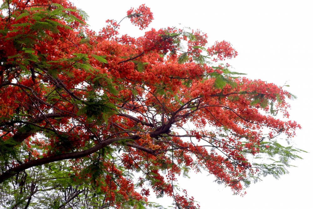 Hoa phượng nở rộ khắp phố phường Thủ đô