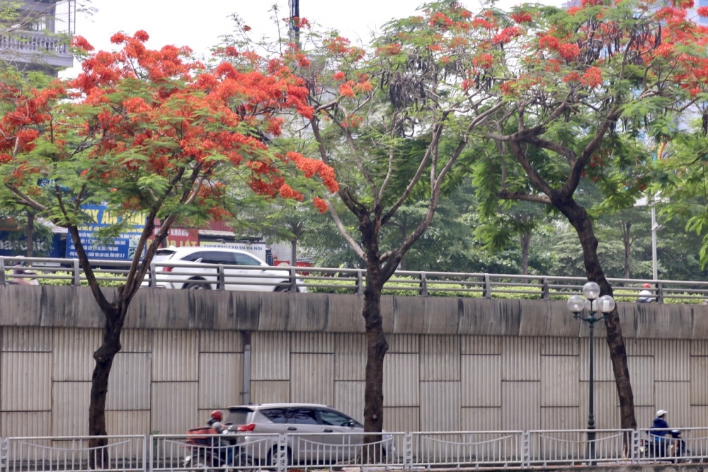 Hoa phượng nở rộ khắp phố phường Thủ đô