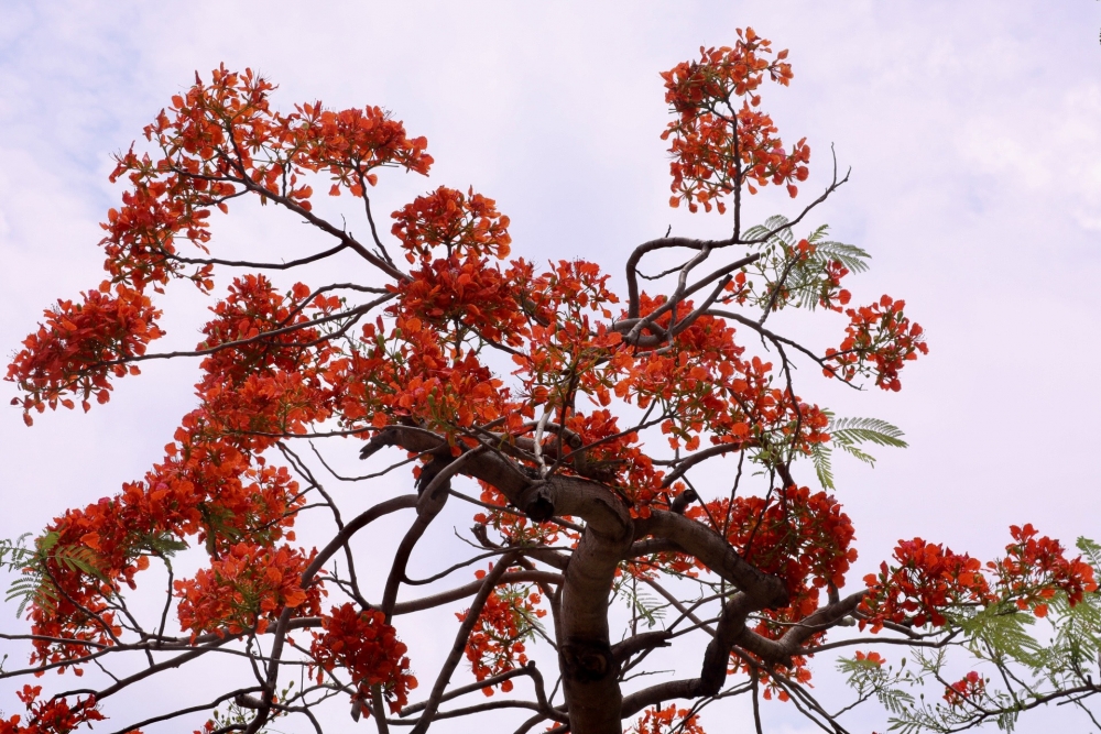 Hoa phượng nở rộ khắp phố phường Thủ đô