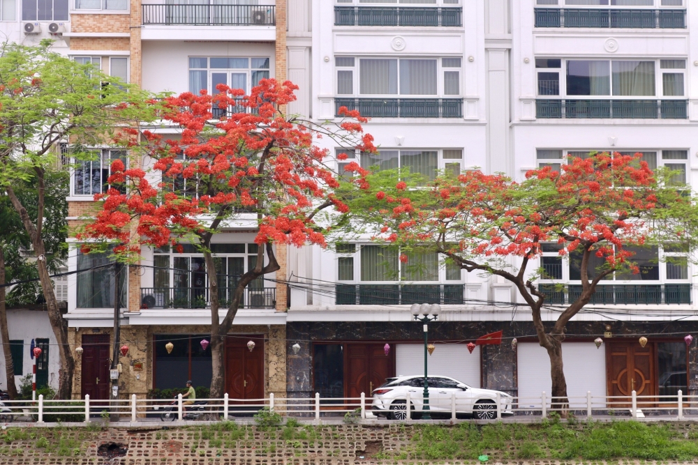 Hoa phượng nở rộ khắp phố phường Thủ đô