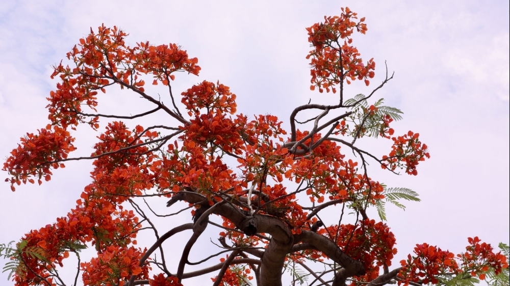 Hoa phượng nở rộ khắp phố phường Thủ đô