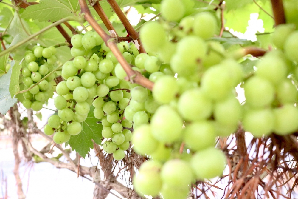 Lạc bước vào vườn nho sai trĩu quả ngay tại Hà Nội