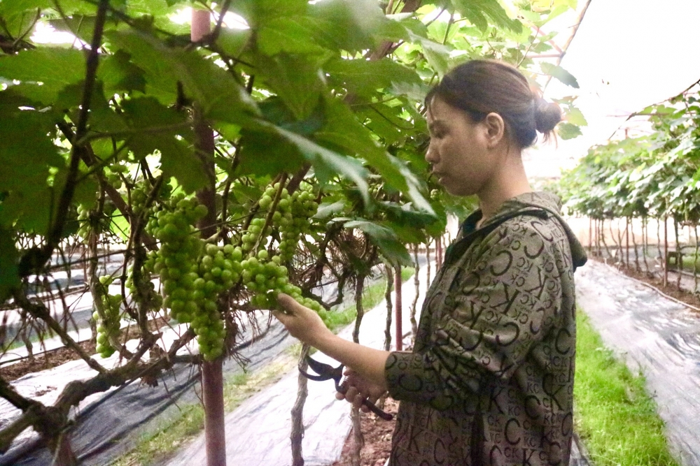 Lạc bước vào vườn nho sai trĩu quả ngay tại Hà Nội