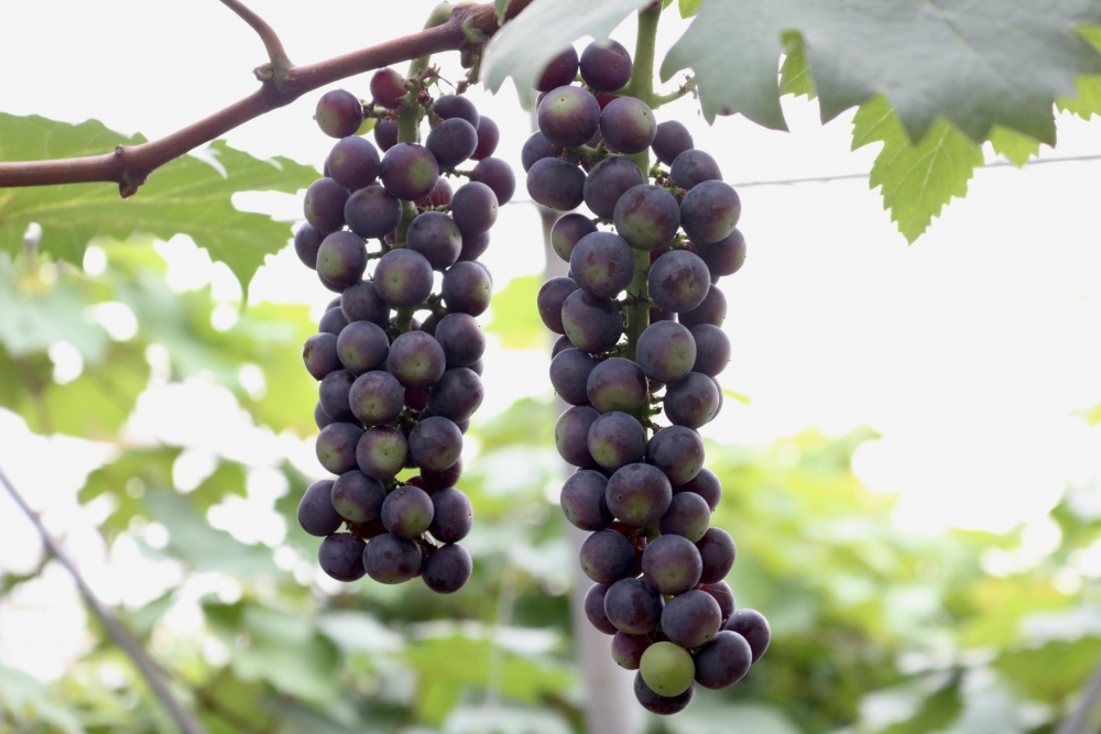 Lạc bước vào vườn nho sai trĩu quả ngay tại Hà Nội