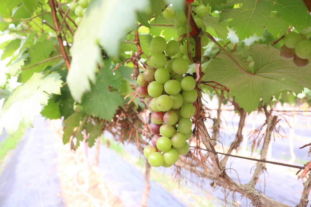 Lạc bước vào vườn nho sai trĩu quả ngay tại Hà Nội