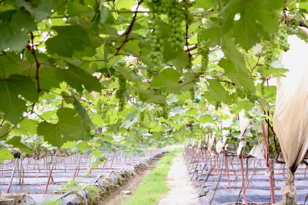 Lạc bước vào vườn nho sai trĩu quả ngay tại Hà Nội