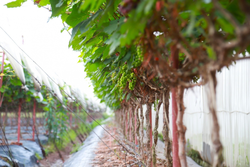 Lạc bước vào vườn nho sai trĩu quả ngay tại Hà Nội