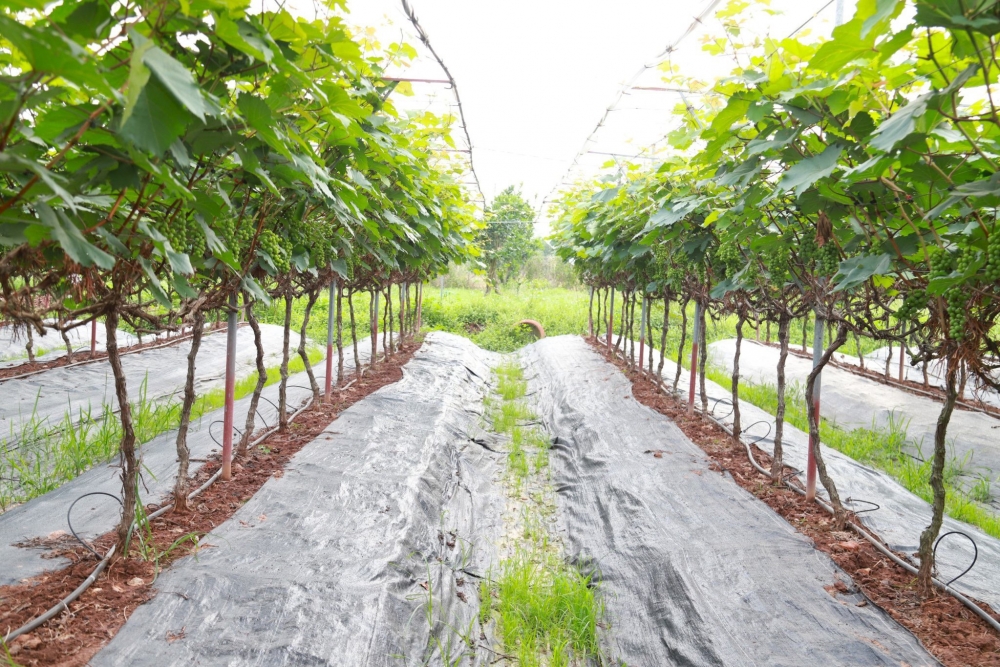 Lạc bước vào vườn nho sai trĩu quả ngay tại Hà Nội