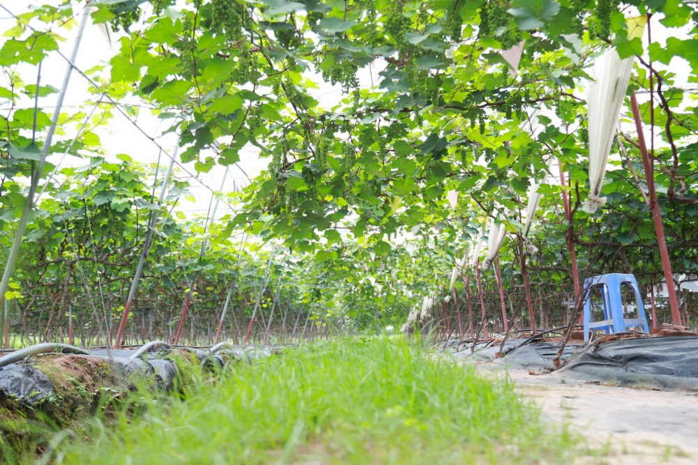 Lạc bước vào vườn nho sai trĩu quả ngay tại Hà Nội