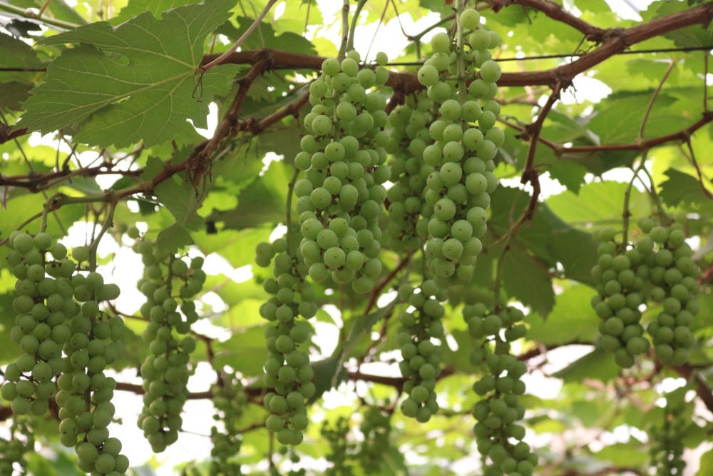 Lạc bước vào vườn nho sai trĩu quả ngay tại Hà Nội